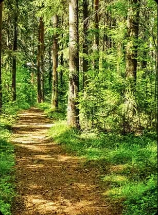 Tree-lined forest entry path with shaded trails and small local shops offering a calm stop for travelers.