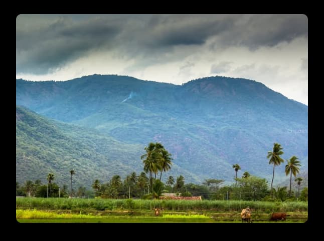 A peaceful green landscape with tall mountains, palm trees, and farm fields under a cloudy sky
